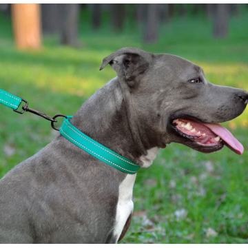 Collar de perro reflectante con hebilla