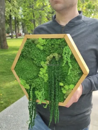 Living Green Wall: Icelandic Lichen and Reindeer Moss for Interior Decoration