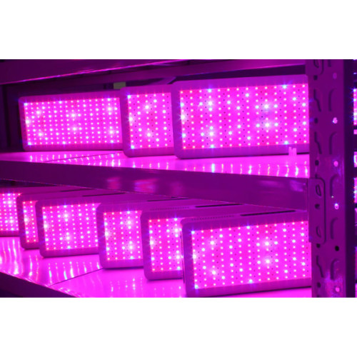 Tanaman LED Grow Light untuk Hydroponic Growing