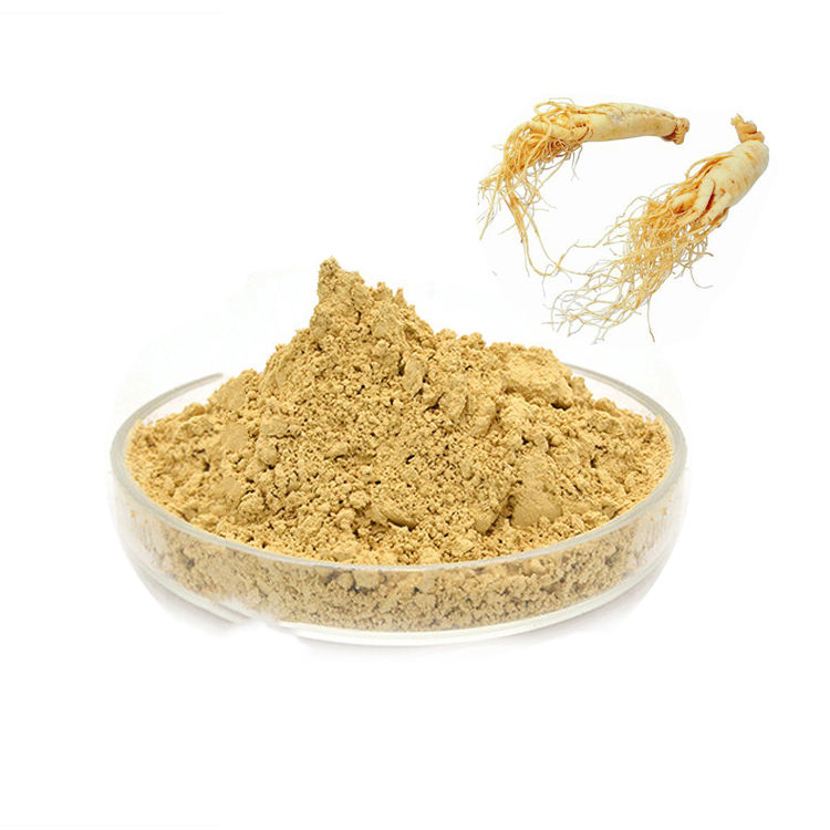 Panax Ginseng Wurzel extrahieren Ginseng Pulver