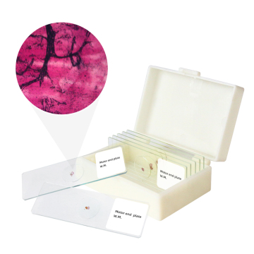 Medical Human Motor Nerve Slides for Laboratory Teaching and Research in Human Histology
