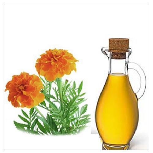 Calendula Fulk Calendula OfficeLinalis روغن نفتی عمده فروشی