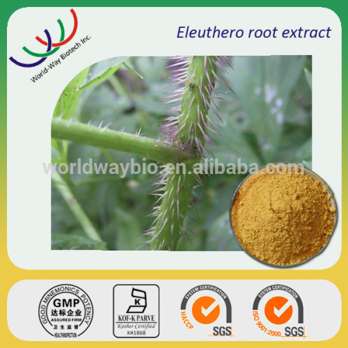 Eleutheroside HACCP Kosher FDA HPLC 0.8% 1.6% 2% eleuthero siberian ginseng extract