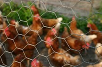 Galvanized 1" Rabbit mesh