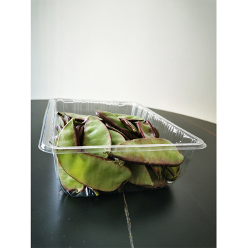 Bandejas de plástico desechables para envases de frutas: cereza, arándanos, tomates cherry