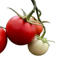 Yunnan Highland Tomato Wholesale Sandy Fresh Vine Bulk