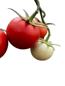 Yunnan Highland Tomato Wholesale Sandy Fresh Vine Bulk