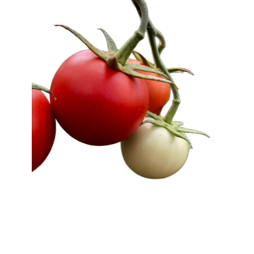 یوننان هایلند گوجه فرنگی عمده فروشی شنی تازه وین فله