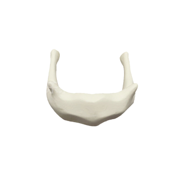 Enlarged Hyoid Bone Model ZM1014 40x22x19