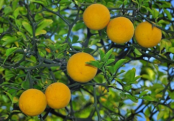 Citrus