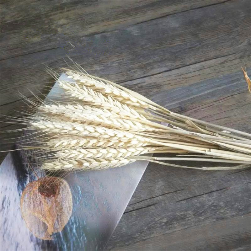 Real Grain Wheat Ears Natural Dried Flower Bedroom Living Room Kerst Decoration Bouquet Shooting Props Opening Barley Home Decor