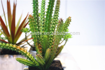Home garden decoration jungle 15cm Height green succulent plants cactus EDRZW05 2871