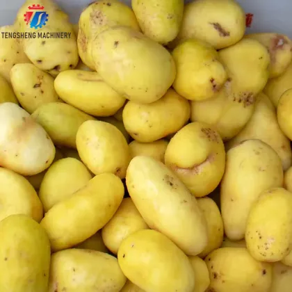 Sugar Beet and Sweet Potato Processing Machines