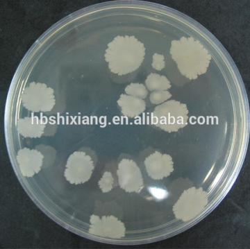 High Grade Bacillus Natto