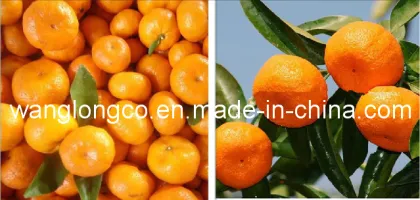 Fresh Nanfeng Mandarin