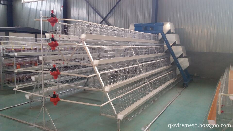 Chicken Cage And Automatic Feeding System