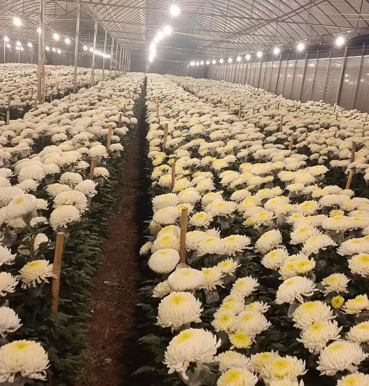 Standard Peony chrysanthemum