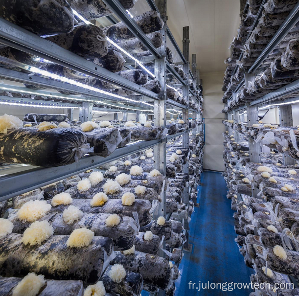 Système hydroponique Système de champignon Greenhouse