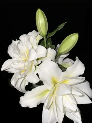 Blizzard double Oriental lily