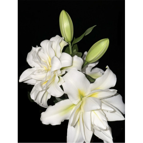 ব্লিজার্ড ডবল ওরিয়েন্টাল লিলি
