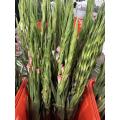 قطع جديدة من Gladiolus Adina Pink لديكور الزفاف