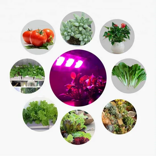 Cheap Led Plant Grow Light 300W Led Grow Light for Sale