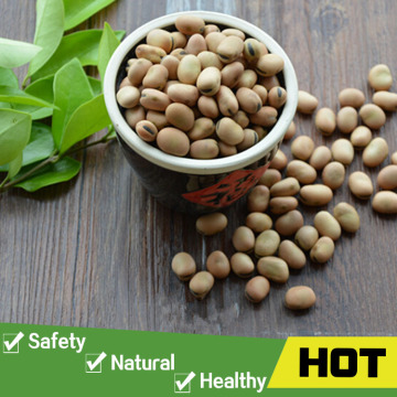 Broad beans dried of good quality manufacturer
