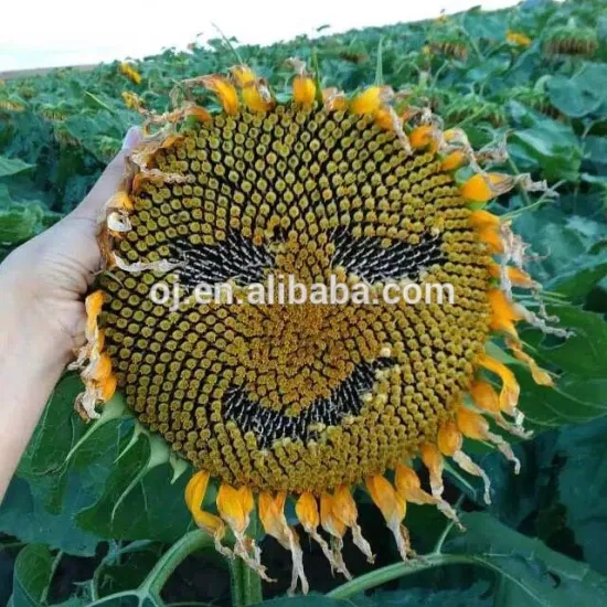 excellent quality sun flower seeds for sale