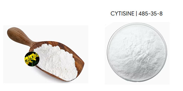 CAS 485-35-8 Cytisine Powder