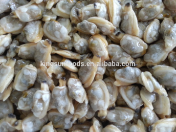 Top Quality Frozen Clam Meat