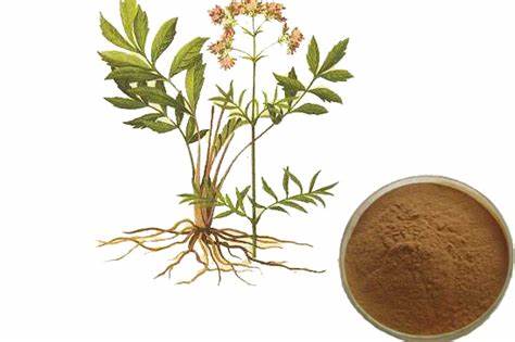 High Quality Valerian Root Extract