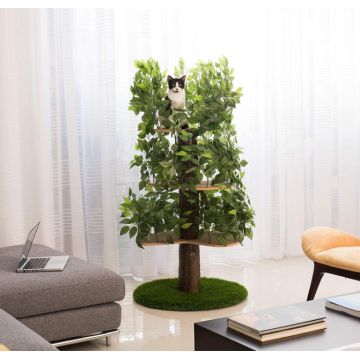 Alberi di gatto con foglie