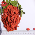 Bersertifikat Top kelas Goji Berries rendah pestisida