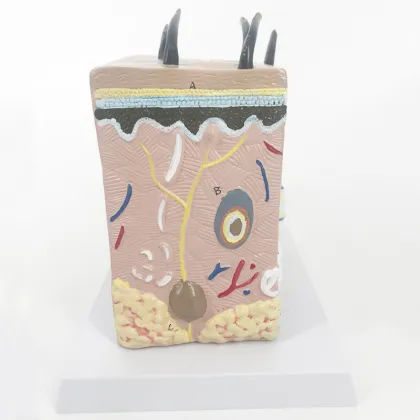 Prosthetic Human Skin Anatomy Model - YA/HB012