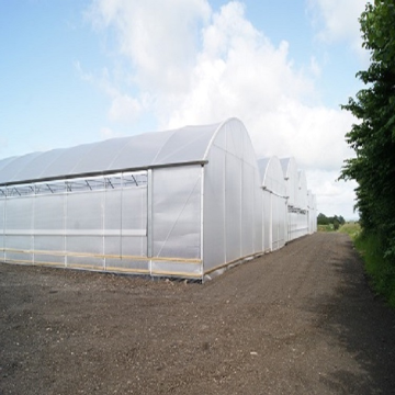 Skyplant Greenhouse multi -span grande per agricoltura