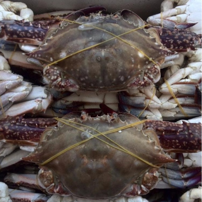 Gefrorene frische blaue Krabben -Meeresfrüchte -Suche