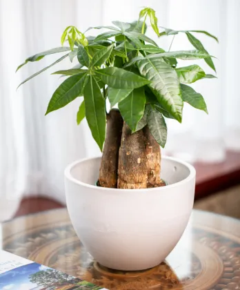 Egg Shaped Round Hanging Flower Pot