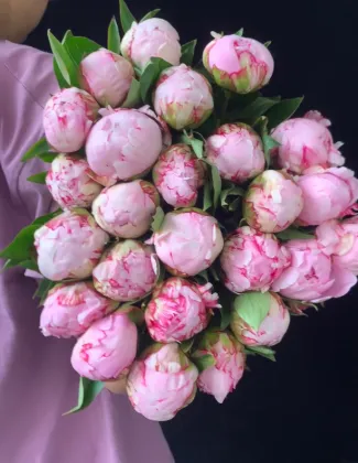 Paeonia lactiflora 'Sarah Bernhardt'