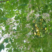 Huile de neem pressée à froid 100% NATURELLE