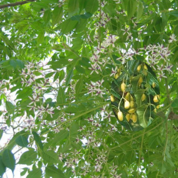 Aceite Neem Prensado en Frío 100% PURO NATURAL