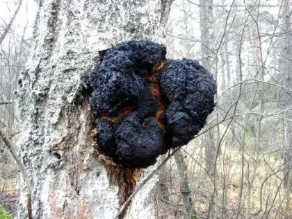 Natural Chaga Mushroom Extract