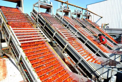 SUS304 fruit and vegetable washing line