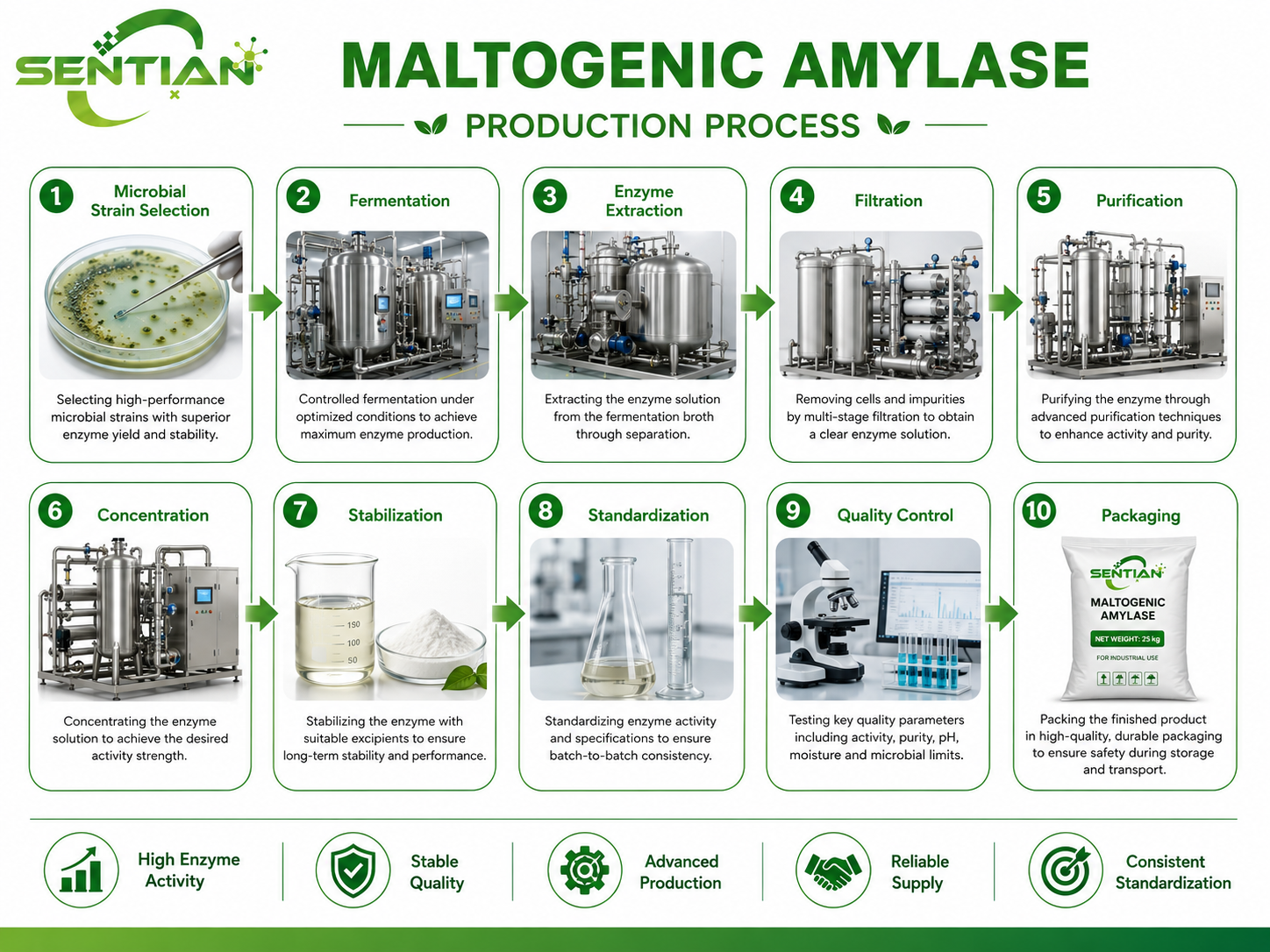 Maltogenic Amylase (3)