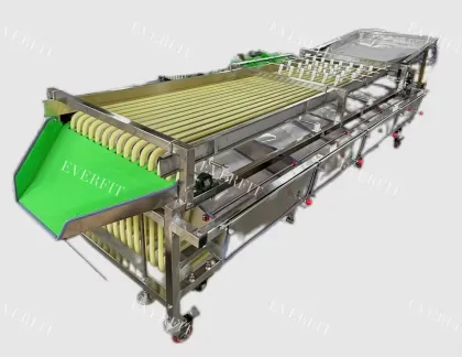 Date Palm Processing: Red Dates Grading Machine