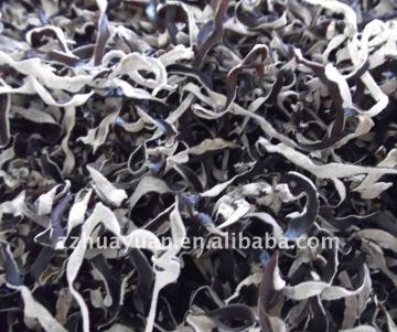 White at the back of the black fungus