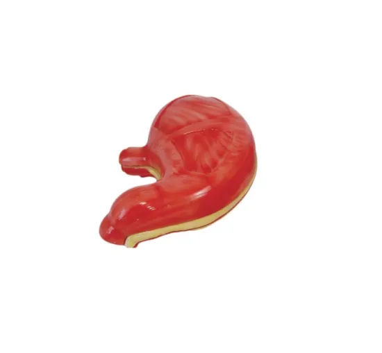 PVC Anatomical Human Stomach Model