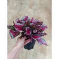 Begonia 4 en venta
