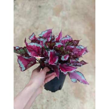 begonia 4 for sale