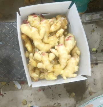 New Crop Fresh Ginger Export Standard