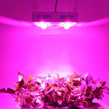 Full Spectrum Veg Bloom LED COB Grow Light 600w